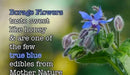 Blue Borage Herb Seeds - Caribbean garden seed