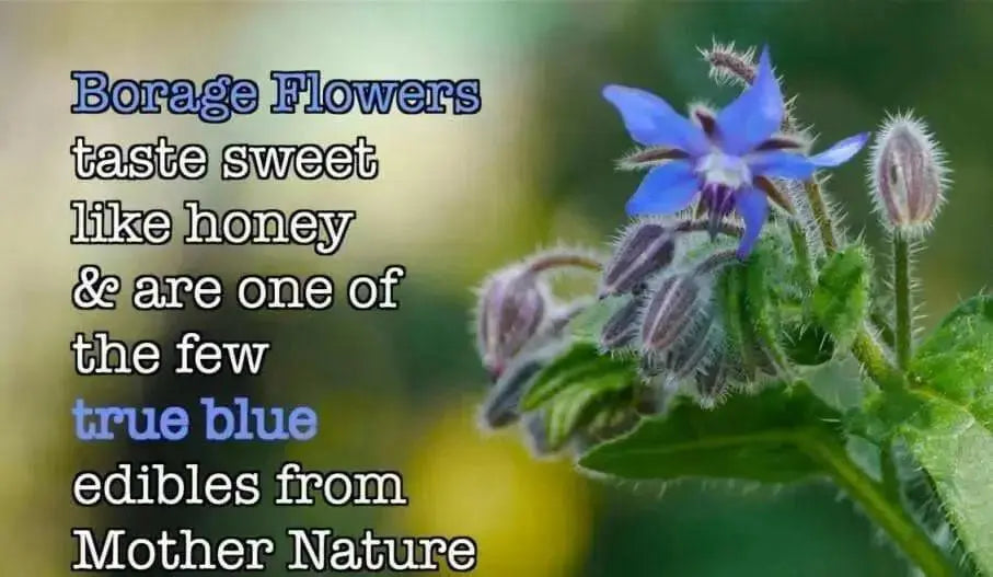 Blue Borage Herb Seeds - Caribbean garden seed