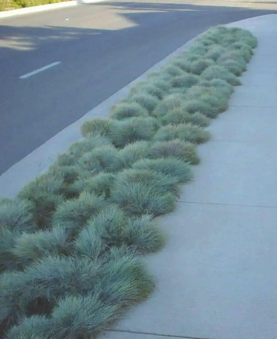 BLUE FESCUE,Ornamental Grass Seeds - Festuca glauca - Perennial - Caribbean garden seed