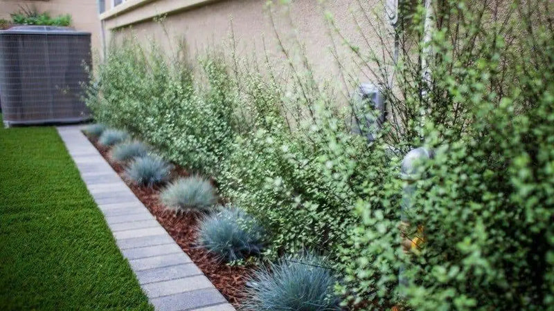 BLUE FESCUE,Ornamental Grass Seeds - Festuca glauca - Perennial - Caribbean garden seed
