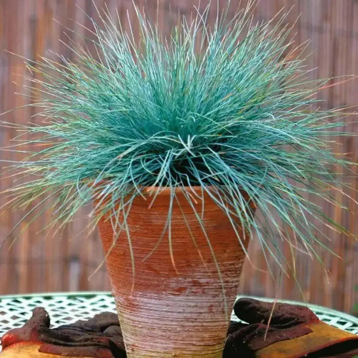 BLUE FESCUE,Ornamental Grass Seeds - Festuca glauca - Perennial - Caribbean garden seed