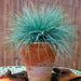 BLUE FESCUE,Ornamental Grass Seeds - Festuca glauca - Perennial - Caribbean garden seed