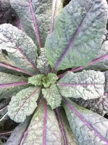 Blue Kale VEGETABLE Seed - sprouting ,baby leaf, microgreens, - Caribbean garden seed