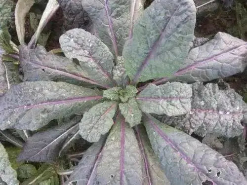 Blue Kale VEGETABLE Seed - sprouting ,baby leaf, microgreens, - Caribbean garden seed