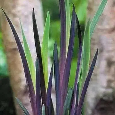 BLUE FLAG IRIS ('Bareroot)  Perennial - Caribbean garden seed