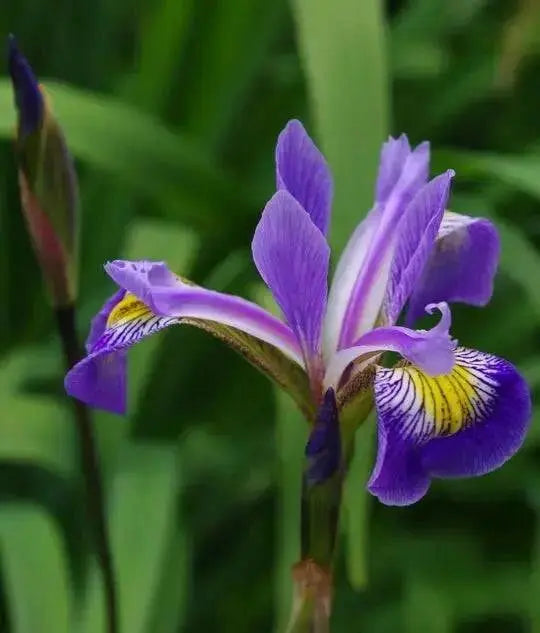 BLUE FLAG IRIS ('Bareroot)  Perennial - Caribbean garden seed