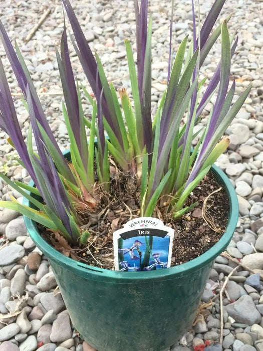BLUE FLAG IRIS ('Bareroot)  Perennial - Caribbean garden seed