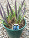 BLUE FLAG IRIS ('Bareroot)  Perennial - Caribbean garden seed