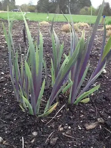 BLUE FLAG IRIS ('Bareroot)  Perennial - Caribbean garden seed