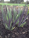 BLUE FLAG IRIS ('Bareroot)  Perennial - Caribbean garden seed