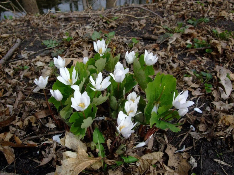 Blood Root Plant,( plant/Root) Perennial native wildflower - Caribbean garden seed