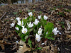 Blood Root Plant,( plant/Root) Perennial native wildflower - Caribbean garden seed