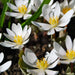 Blood Root Plant,( plant/Root) Perennial native wildflower - Caribbean garden seed