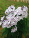 Blue Flame Phlox( BareRoot Plant) flowers - Caribbean garden seed
