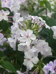 Blue Flame Phlox( BareRoot Plant) flowers - Caribbean garden seed