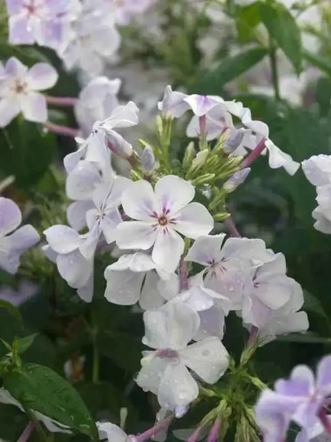 Blue Flame Phlox( BareRoot Plant) flowers - Caribbean garden seed