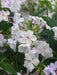 Blue Flame Phlox( BareRoot Plant) flowers - Caribbean garden seed