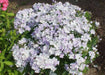 Blue Flame Phlox( BareRoot Plant) flowers - Caribbean garden seed