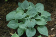 Blue angel hosta (Bareroot PLANT) Perennial - Caribbean garden seed