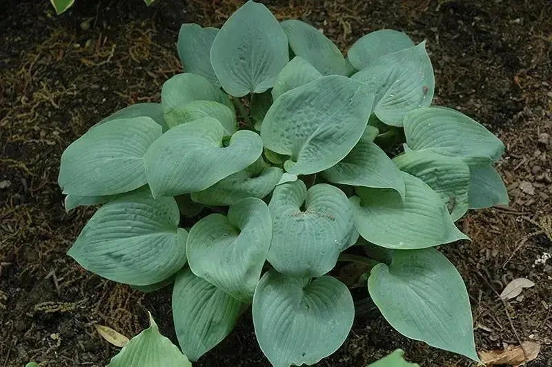 Blue angel hosta (Bareroot PLANT) Perennial - Caribbean garden seed