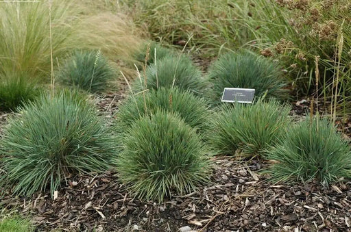 Blue Hair Grass Seeds, Koeleria Glauca - Ornamental , Perennial - Caribbean garden seed