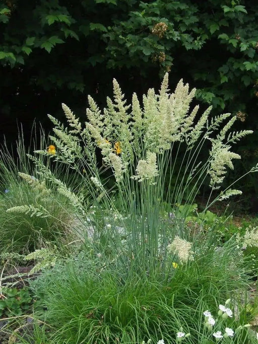 Blue Hair Grass Seeds, Koeleria Glauca - Ornamental , Perennial - Caribbean garden seed
