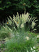 Blue Hair Grass Seeds, Koeleria Glauca - Ornamental , Perennial - Caribbean garden seed