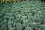 Blue Hair Grass Seeds, Koeleria Glauca - Ornamental , Perennial - Caribbean garden seed