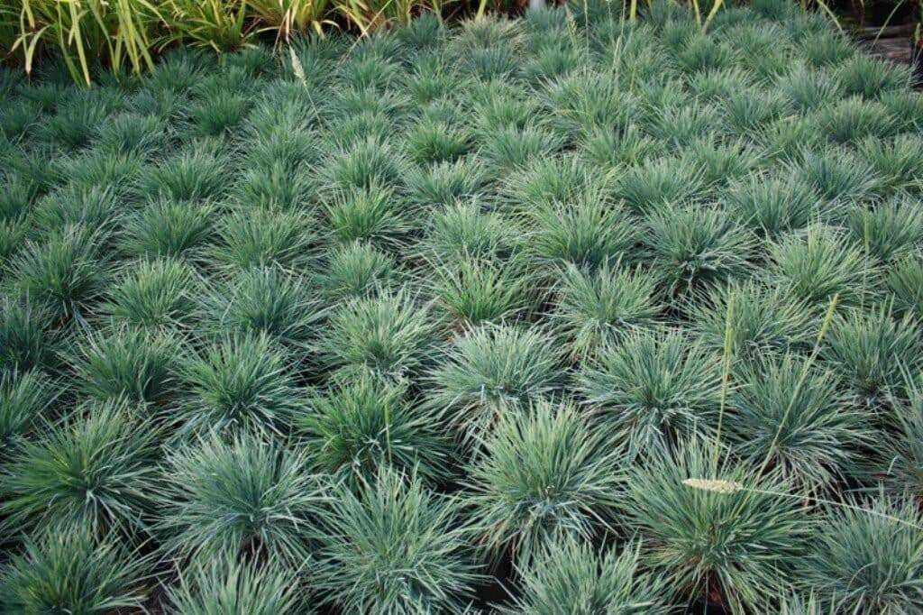 Blue Hair Grass Seeds, Koeleria Glauca - Ornamental , Perennial - Caribbean garden seed