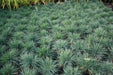 Blue Hair Grass Seeds, Koeleria Glauca - Ornamental , Perennial - Caribbean garden seed