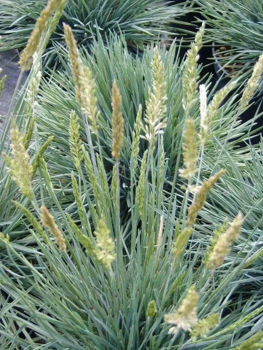 Blue Hair Grass Seeds, Koeleria Glauca - Ornamental , Perennial - Caribbean garden seed