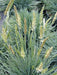 Blue Hair Grass Seeds, Koeleria Glauca - Ornamental , Perennial - Caribbean garden seed
