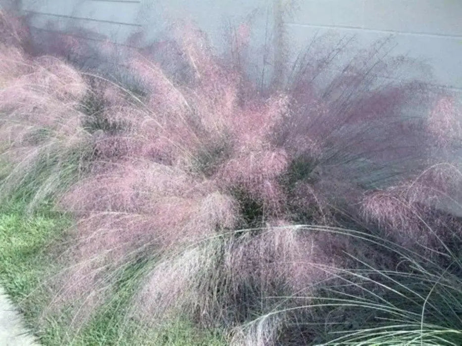 Blue muhly ,Ornamental Grass Seeds, - Caribbean garden seed