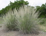 Blue muhly ,Ornamental Grass Seeds, - Caribbean garden seed