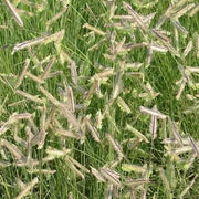 Blue Gamma Grass seeds  (Bouteloua gracilis) Warm Season ,Perennial  ! - Caribbean garden seed
