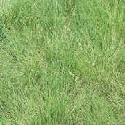 Blue Gamma Grass seeds  (Bouteloua gracilis) Warm Season ,Perennial  ! - Caribbean garden seed