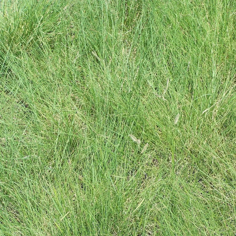 Blue Gamma Grass seeds  (Bouteloua gracilis) Warm Season ,Perennial  ! - Caribbean garden seed