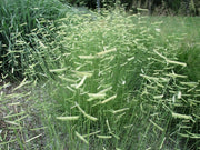 Blue Gamma Grass seeds  (Bouteloua gracilis) Warm Season ,Perennial  ! - Caribbean garden seed