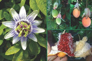 Blue Passion Flower, TROPICAL PERENNIAL VINE - Caribbean garden seed