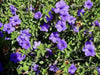 BLUE Mexican Petunia ( STARTER PLANT) Perennial FLOWERING SHRUB - Caribbean garden seed