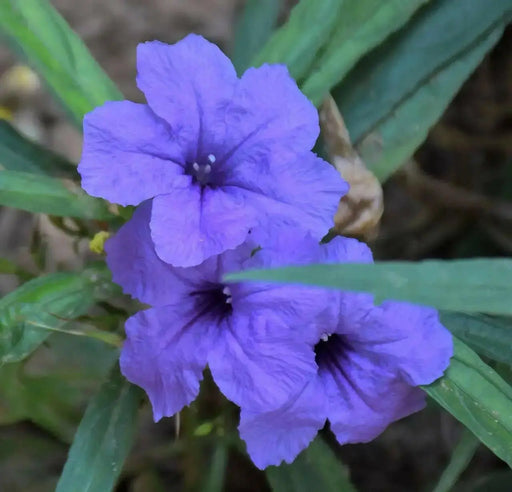 BLUE Mexican Petunia ( STARTER PLANT) Perennial FLOWERING SHRUB - Caribbean garden seed