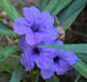 BLUE Mexican Petunia ( STARTER PLANT) Perennial FLOWERING SHRUB - Caribbean garden seed