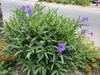 BLUE Mexican Petunia ( STARTER PLANT) Perennial FLOWERING SHRUB - Caribbean garden seed