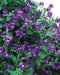 Blue Garden violet, Wild flowers plant, SHADE LOVING - Caribbean garden seed