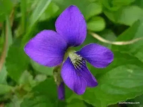 Blue Garden violet, Wild flowers plant, SHADE LOVING - Caribbean garden seed