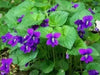 Blue Garden violet, Wild flowers plant, SHADE LOVING - Caribbean garden seed