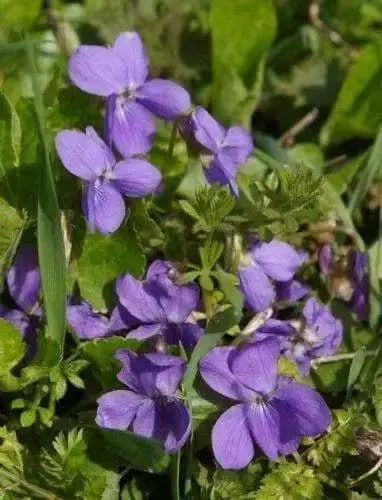 Blue Garden violet, Wild flowers plant, SHADE LOVING - Caribbean garden seed
