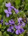 Blue Garden violet, Wild flowers plant, SHADE LOVING - Caribbean garden seed