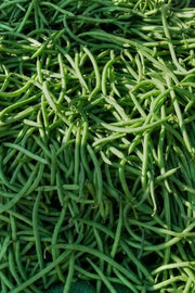 Blue Lake Bush Bean - Caribbean garden seed