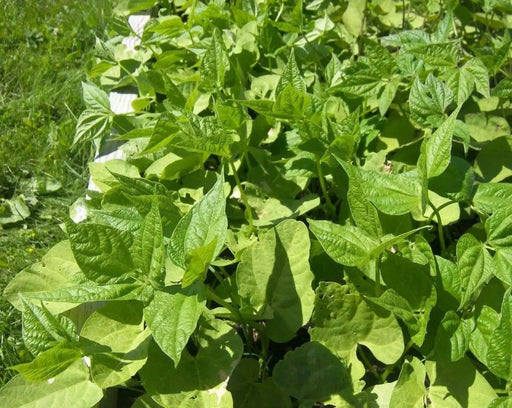 Blue Lake Bush Bean - Caribbean garden seed